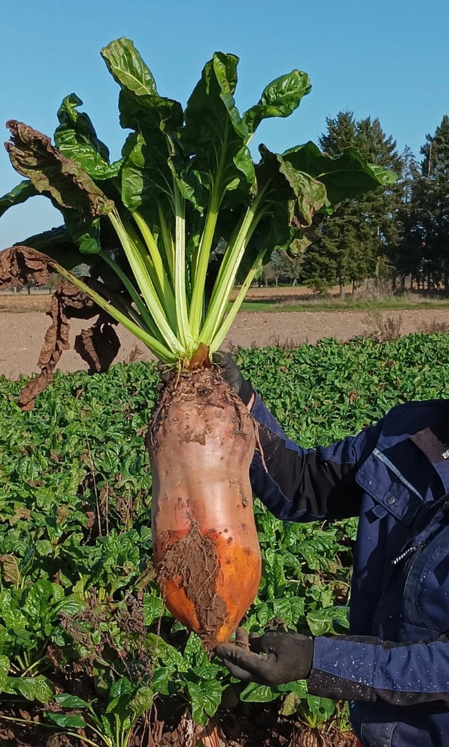 Hand-harvested variety Brigadier
