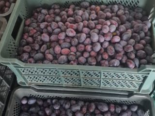 I am selling plums as a gift from the