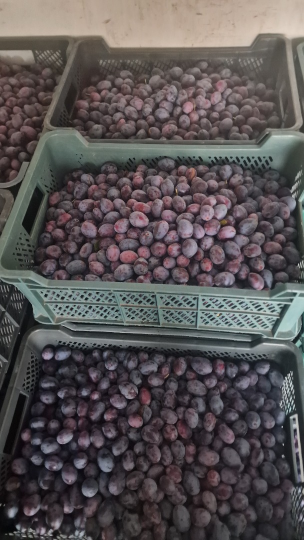 I am selling plums as a gift from the cold store