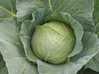 Cabbage Futoški offspring Quantity 50000t-60000t