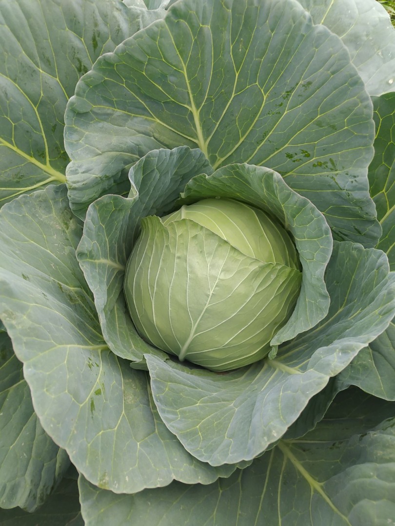 Cabbage Futoški offspring Quantity 50000t-60000t