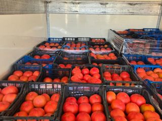 I sell pink tomatoes - elite quality I offer