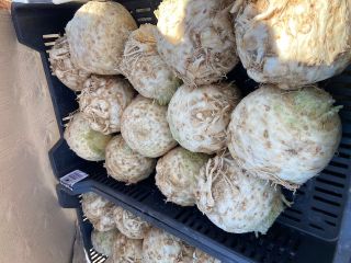 Celery for sale in large quantities Celery produced in