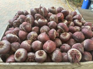 Beetroot for sale in large quantities! Washed or unwashed.