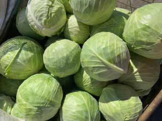 Large quantities of freshly picked cabbage produced in Hungary