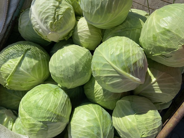 Large quantities of freshly picked cabbage produced in Hungary for sale! Packaging: -In wooden container -In big bag Size: 2.5Kg- 3kg + In case of foreign