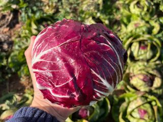 Radicchio in good condition. No black edging at the