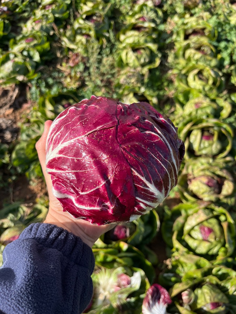 Radicchio in good condition