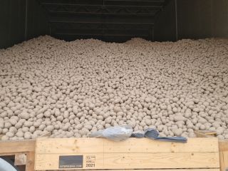 Potatoes from light soil, possibility of sorting smaller caliber,