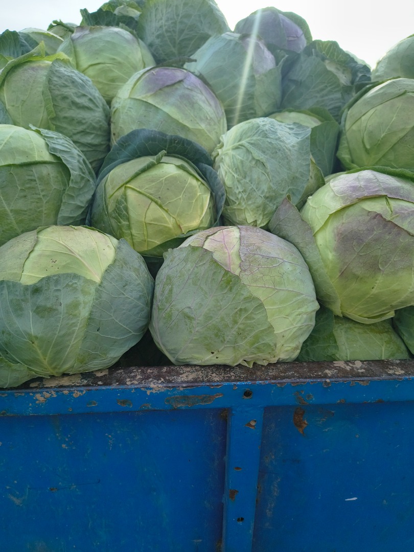 The producer sells cabbage in very large quantities, very good quality, price per kg is 20 bani