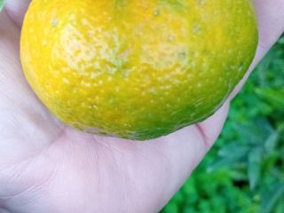 Local mandarins of good size