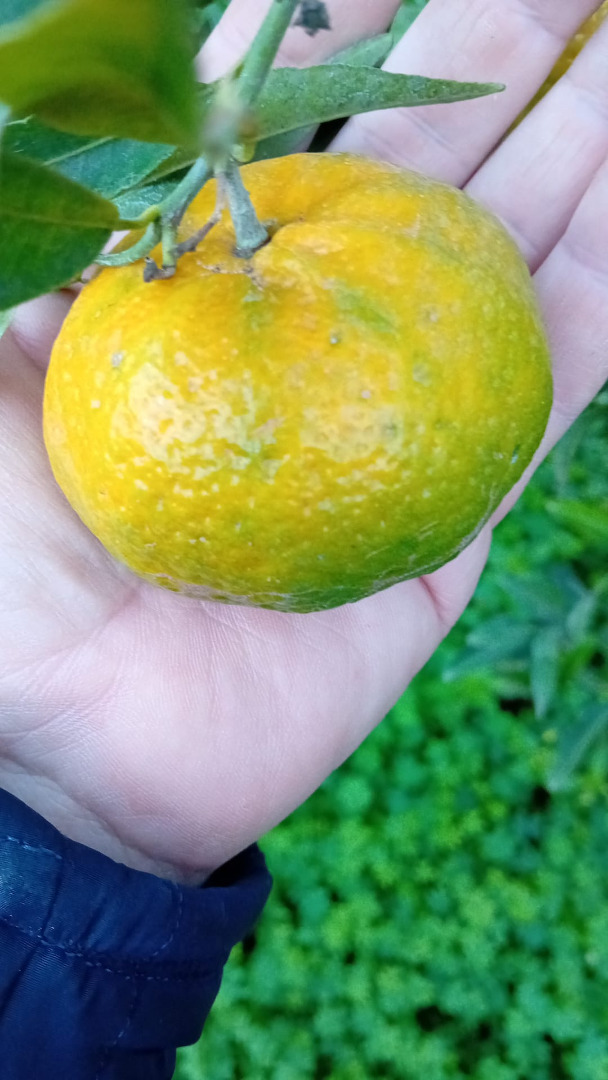 Local mandarins of good size