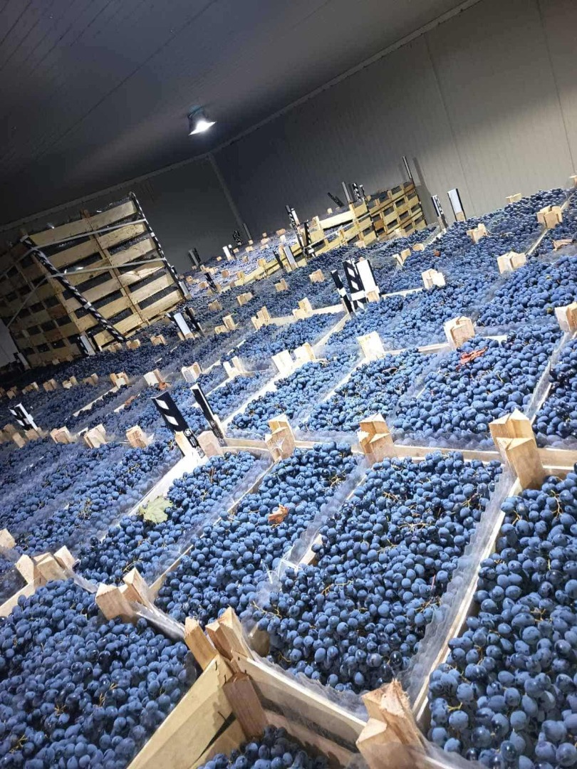 directly from the producer, kept in optimal conditions in the refrigerator > 8kg box packaging > Grape checking can be carried out at any time at the