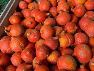 I'm selling Hokkaido, Bambino, Spitfire, and Aladdin pumpkins. Beautiful,