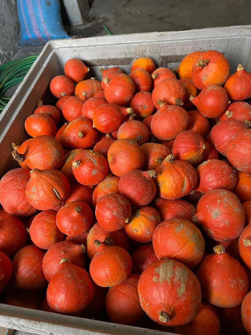 I'm selling Hokkaido, Bambino, Spitfire, and Aladdin pumpkins