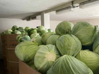 I'm selling white cabbage. 1.2-3.5 kg. Beautiful, market-quality produce,