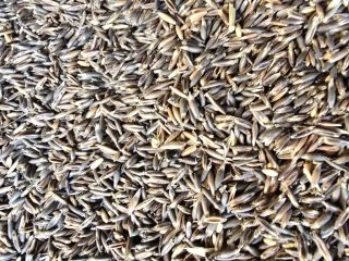 I have for sale bay oats, high in protein