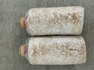 I will sell/import substrate from China for growing exotic