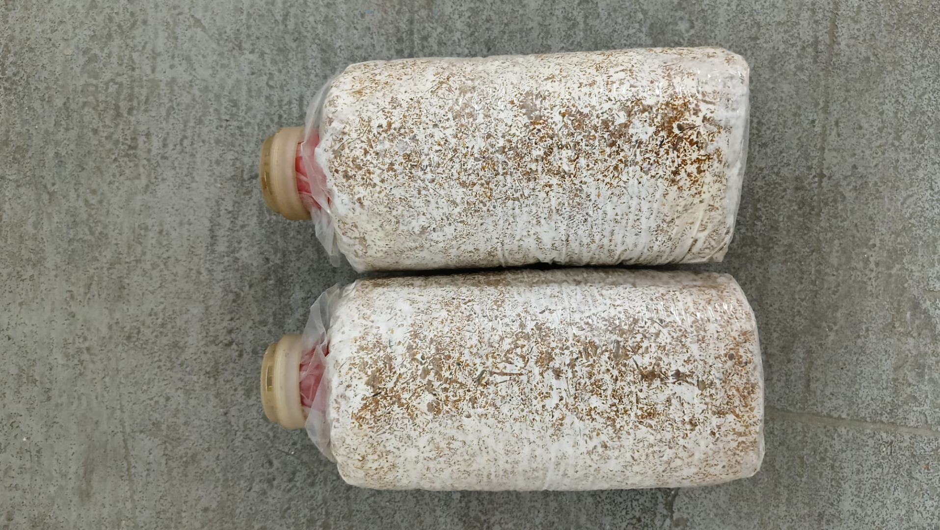 I will sell/import substrate from China for growing exotic mushrooms