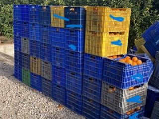 I'M SELLING OVER 25,000KG OF NAVELINA SHIPS FROM THE