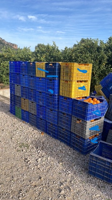 I'M SELLING OVER 25,000KG OF NAVELINA SHIPS FROM THE VALENCIAN COMMUNITY