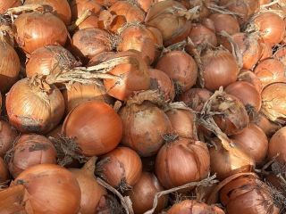 Selling red and yellow onions, either field-grown or sorted.