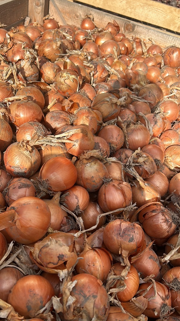 Selling red and yellow onions, either field-grown or sorted