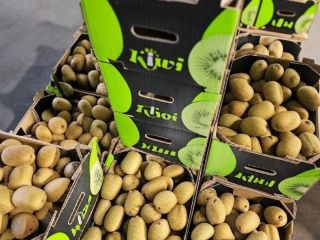 Premium Greek Kiwi – Fresh, Certified, Affordable
