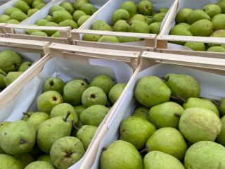 I have a beautiful Lukasovka pear for sale, along