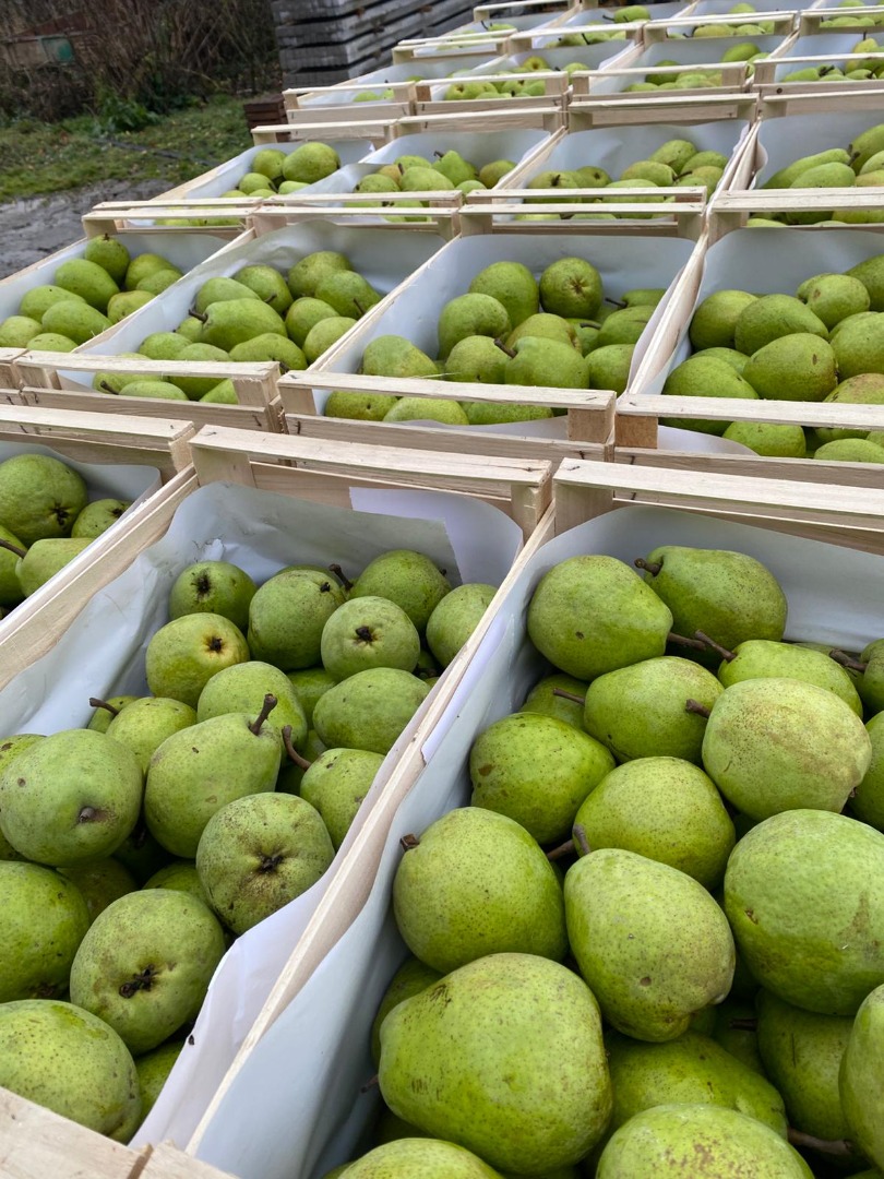 I have a beautiful Lukasovka pear for sale, along with a beautiful Ksenia