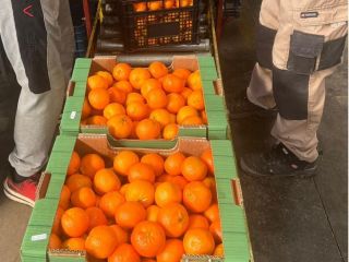 Premium fresh mandarins available in bulk quantities. Direct supply.