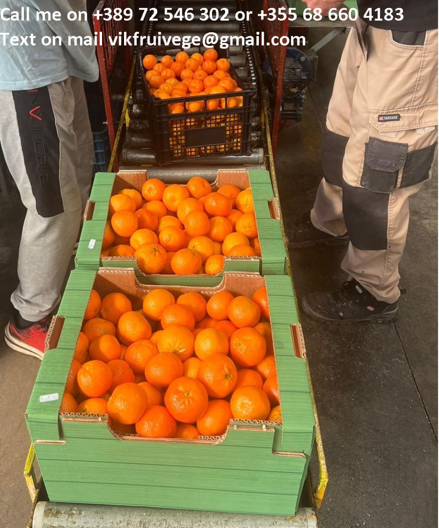 Premium fresh mandarins available in bulk quantities