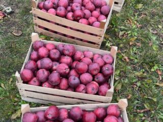 We are trusted suppliers of fresh fruits and vegetables