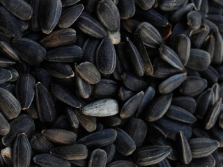 Hello, I'm looking to purchase black sunflower seeds, 25kg