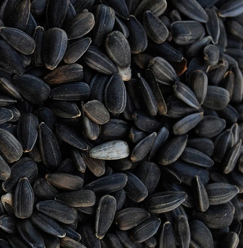 Hello, I'm looking to purchase black sunflower seeds, 25kg bags