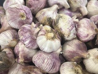 We sell high-quality, fresh purple garlic, recently harvested in