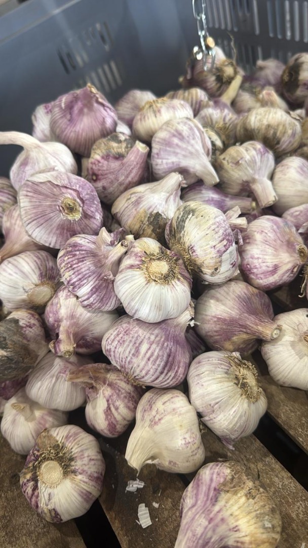 We sell high-quality, fresh purple garlic, recently harvested in Argentina