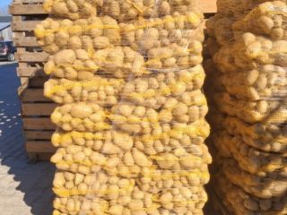 Yellow potatoes for sale, 50+ cal, truckload quantities. Phytocertified.