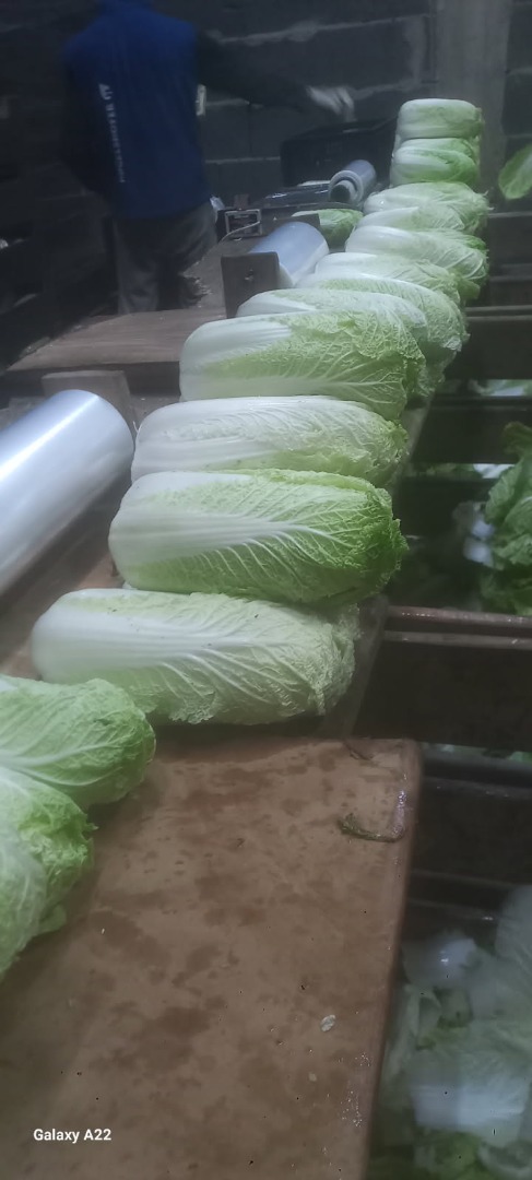 I'm selling Chinese cabbage, 0.5-1.8kg, refrigerated
