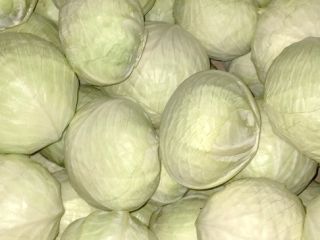 White and red cabbage for sale. 1,500 tons available.