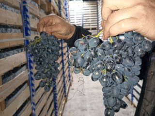 direct de la producator pastrati in conditii optime in