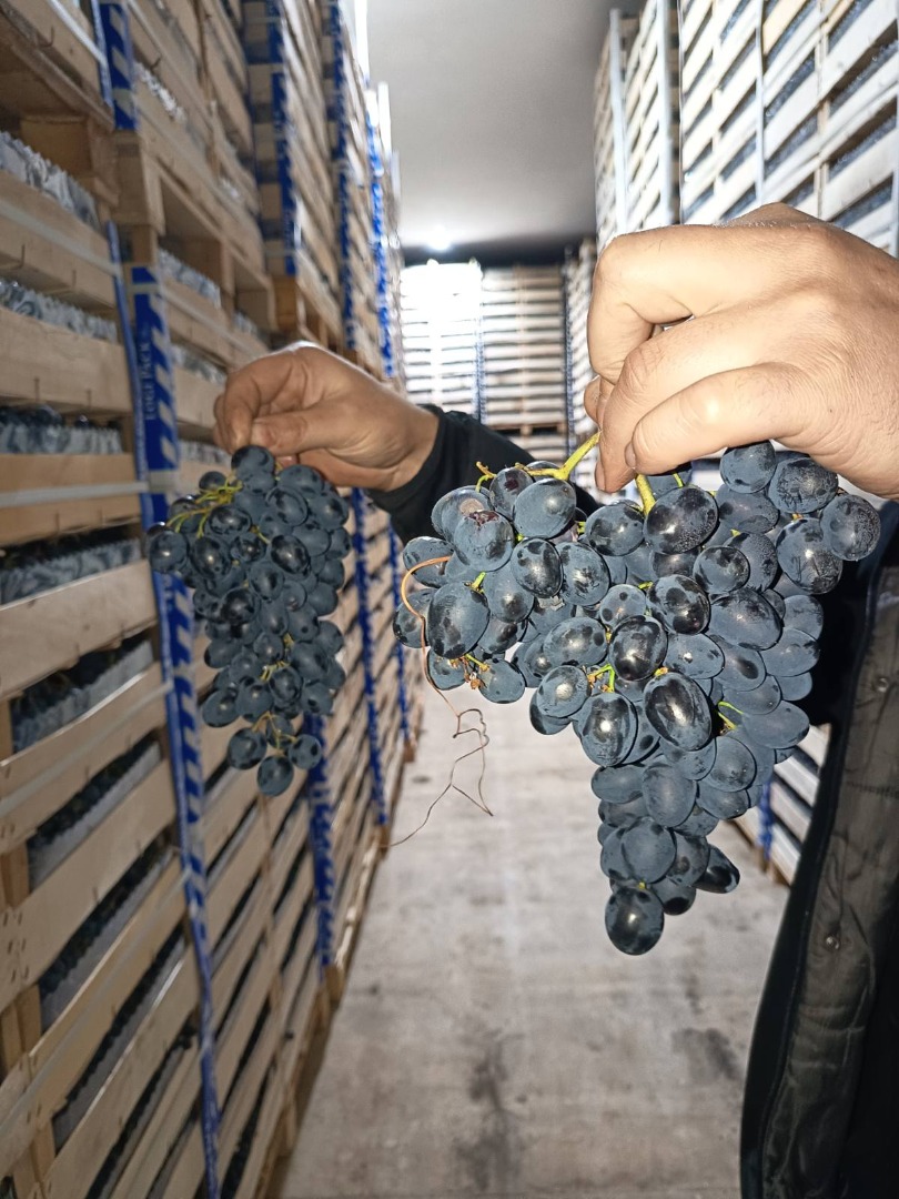 direct de la producator pastrati in conditii optime in frigo > ambalare lada de 8kg > Verificarea strugurii poate fi efectuată oricând la frigo in R.Moldova