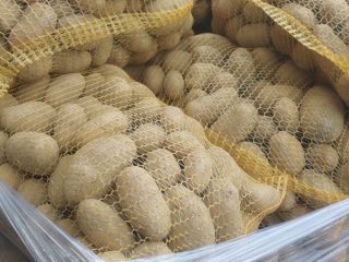 I am selling Soraya potatoes, starting at 45mm, a
