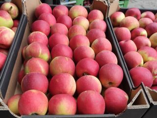 I'm selling Champion apples. Available in any packaging upon