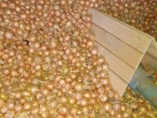 Hello, I'm selling several truckloads of loose onions. Varieties: