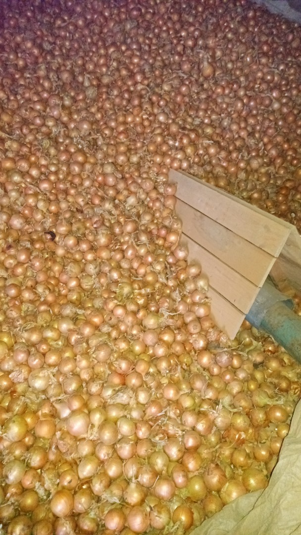 Hello, I'm selling several truckloads of loose onions