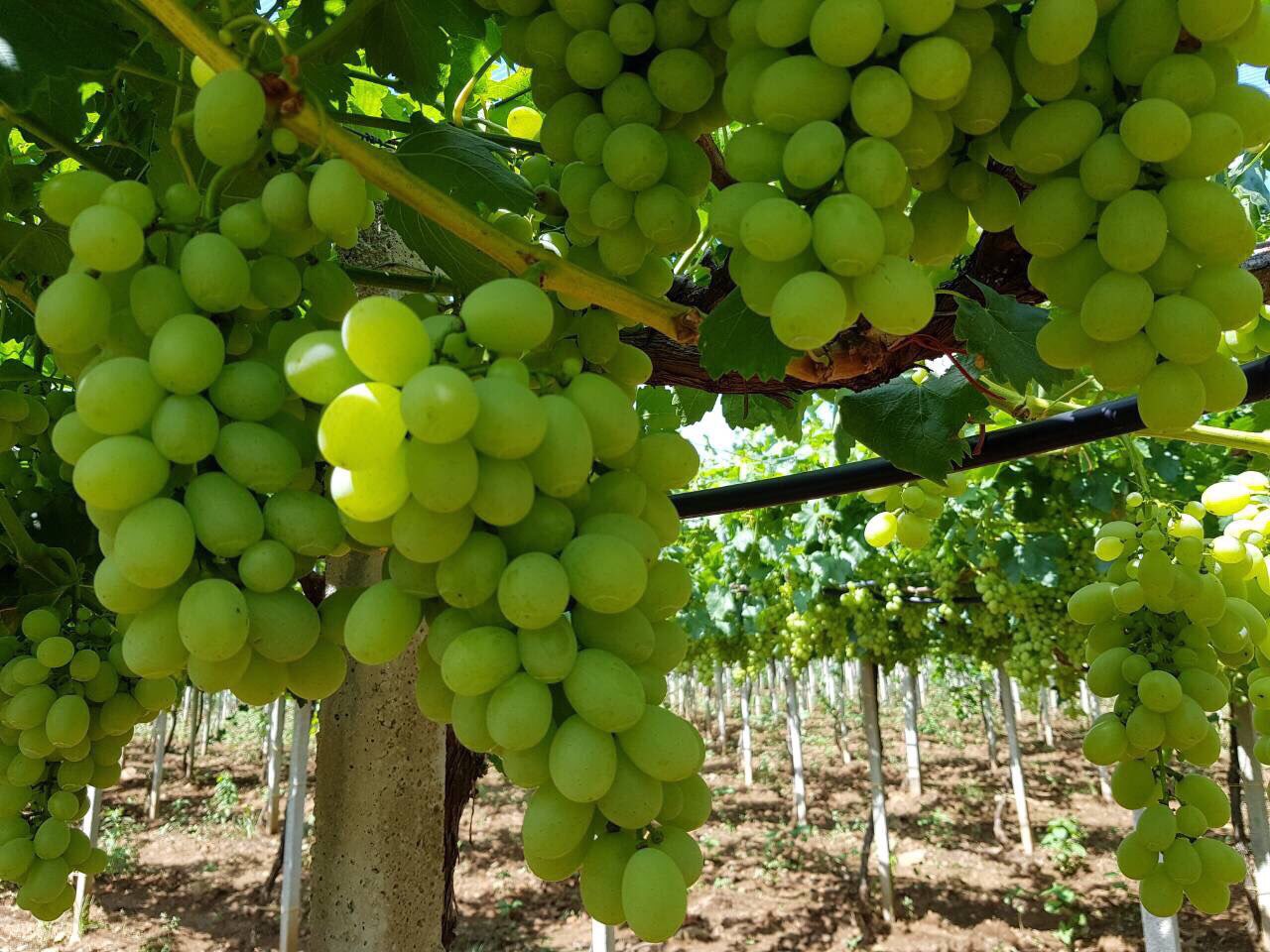 Nice, fresh grapes, 6 kg box, import Greece, pickup in Grójec, max