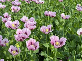 German poppy seeds of the "Viola" variety. We offer