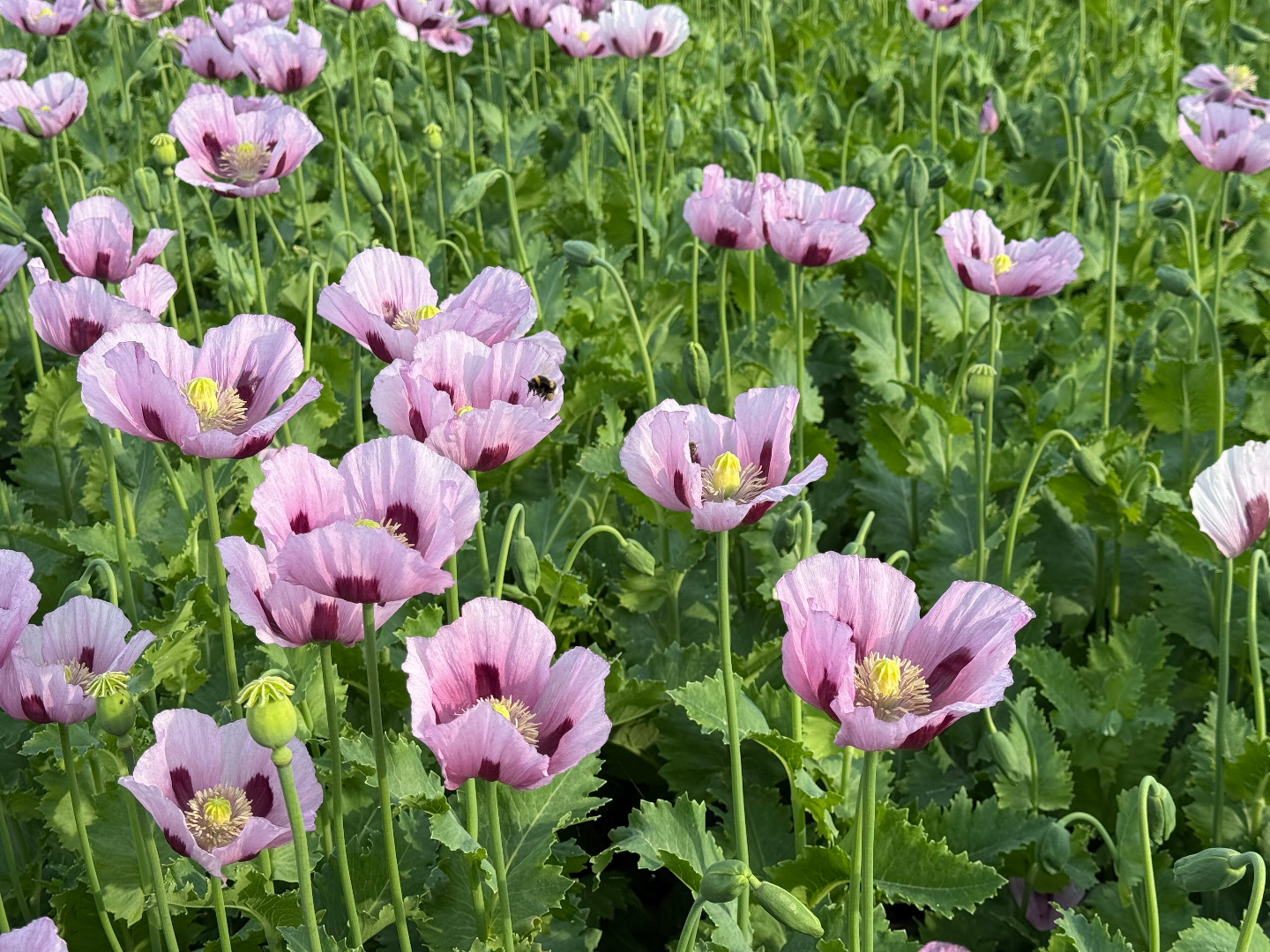 German poppy seeds of the "Viola" variety
