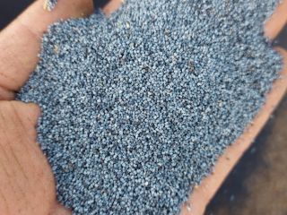 Dutch Blue Poppy Seed from the Frisian Wadden Coast